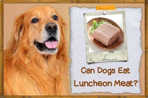 Can Dogs Eat Luncheon Meat? ZooAwesome