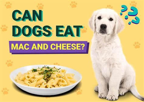 Can Dogs Eat Mac and Cheese? - Dog Advice Center