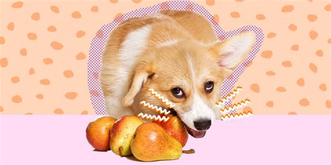 Can Dogs Eat Pears? And What Amount Is Safe? - The Dodo