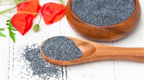 Can Dogs Eat Poppy Seeds? [Quick Answer] - The Dog Clinic