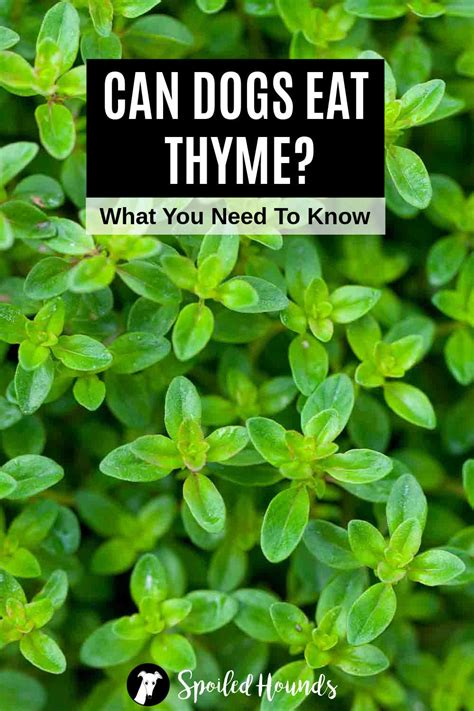 Can Dogs Eat Thyme? Benefits and Risks of Thyme for Dogs