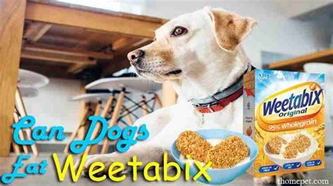 Can Dogs Eat Weetabix? Discover the Surprising Truth