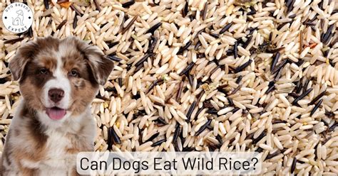 Can Dogs Eat Wild Rice? - Facts About Food