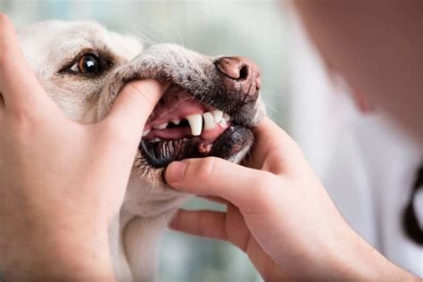 Can Dogs Get Cavities? – Top Dog Tips