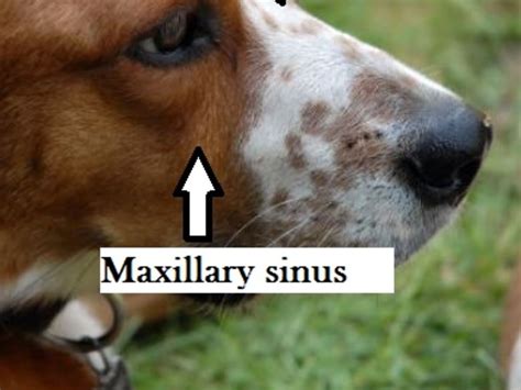 Can Dogs Get Sinus Infections? - WagWalking