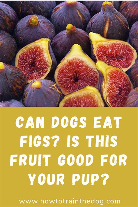 Can Dogs Have Fig Rolls? – TheMarketatdelval.com