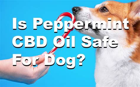 Can Dogs Have Peppermint Cbd Oil