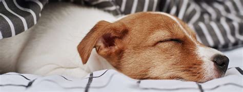 Can Dogs Have Sleep Apnea and What to Do About It? - Top Dog …