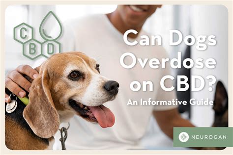 Can Dogs Overdose Cbd