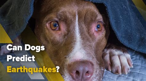 Can Dogs Sense Earthquakes World Dog Finder