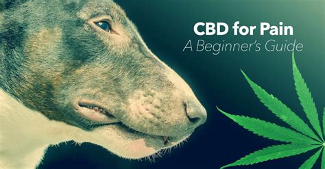 Can Dogs Take Cbd And Gabapentin