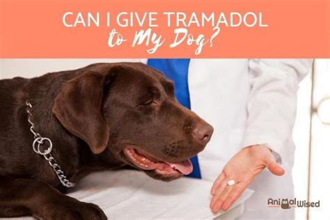 Can Dogs Take Tramadol And Cbd Oil