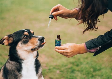 Can Dogs Use Human Cbd Drops