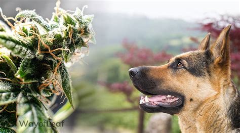 Can Drug Dogs Smell Cbd Flower