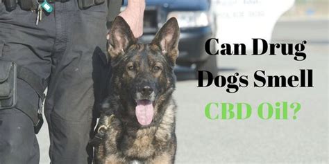 Can Drug Dogs Smell Cbd Oil Factory Sealed