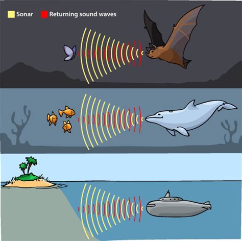 Can Echolocation Devices Be Used To Define Harbour Use By Mauis Dolphins Doc Science Internal S