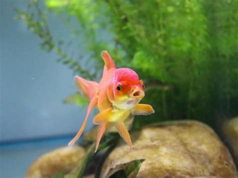 Can Fish Eat Cheese? (Goldfish, Betta, Koi, Guppy, Etc.)