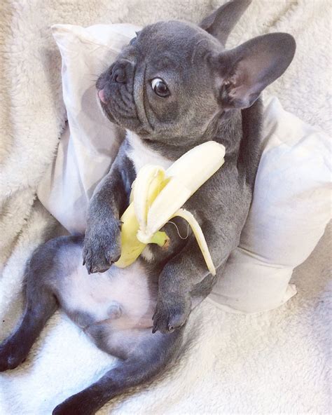 Can French Bulldog Puppies Eat Bananas