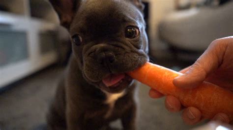 Can French Bulldog Puppies Eat Carrots