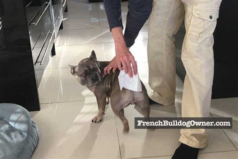 Can French Bulldogs Clean Themselves? + Bum Wiping!