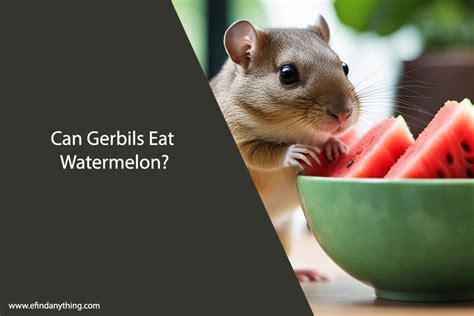 Can Gerbils Eat Melon Find Out Here All Animals Guide