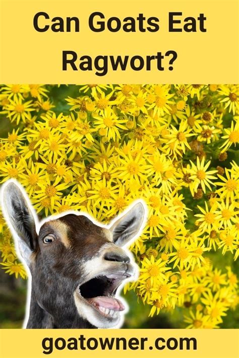 Can Goats Eat Ragwort? - Azra Pets