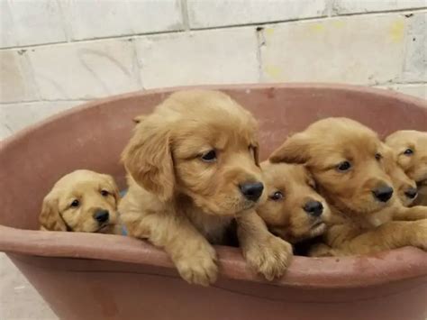 Can Golden Retrievers Live In Small Apartments? - AtractivoPets