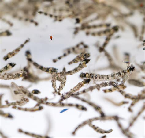 Can Goldfish Eat Mosquito Larvae? (Interesting Answer!)