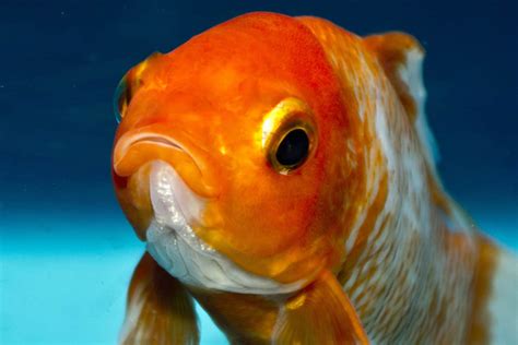 Can Goldfish Live Alone? (And Do Goldfish Get Lonely?)