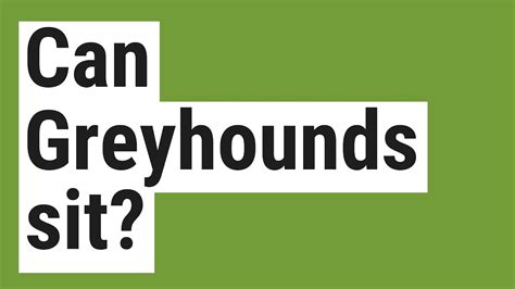 Can Greyhounds sit? - YouTube