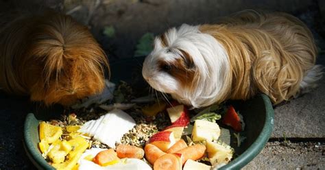 Can Guinea Pigs Eat Dog Food - FOODSQO