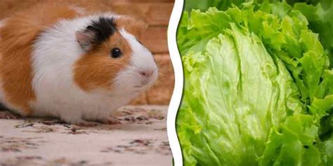 Can Guinea Pigs Eat Iceberg Lettuce? (Serving Size & More)