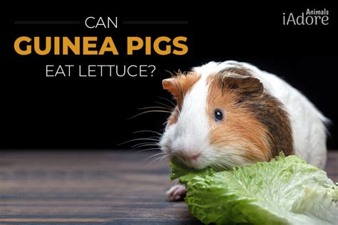 Can Guinea Pigs Eat Lettuce [Benefits & Risks]