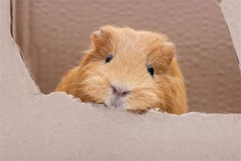 Can Guinea Pigs Eat Paper And Cardboard? - Clever Pet …