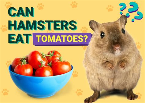 Can Hamsters Eat Baby Plum Tomatoes Master Tomato