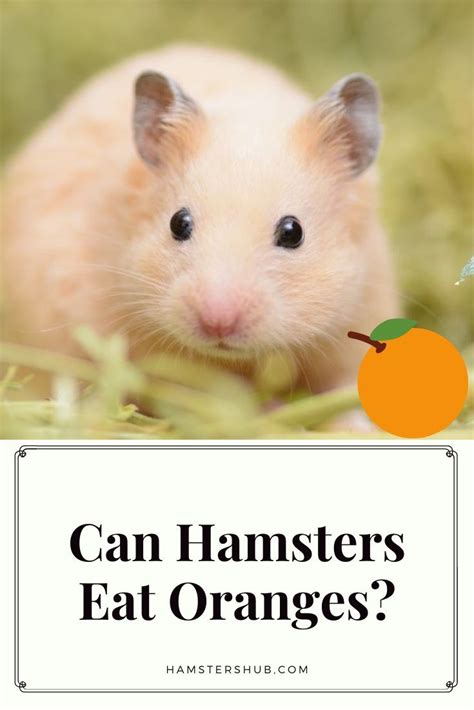 Can Hamsters Eat Oranges? Let