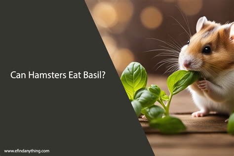 Can Hamsters eat Basil? – Shrewdnia