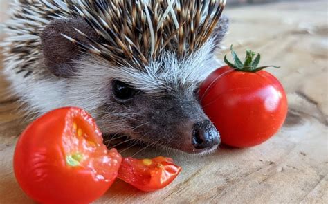 Can Hedgehogs Eat Tomato? What You Need to Know! Pet Keen