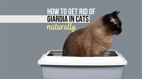 Can Humans Get Giardia From Cats? [Explained]