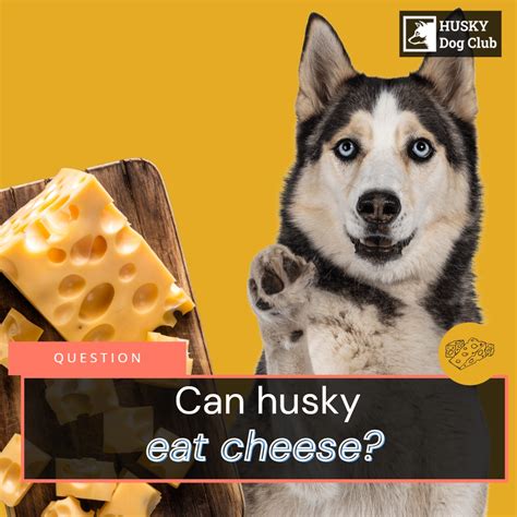 Can Husky Eat Cheese? The Secrets Are Melting!