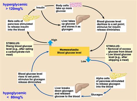 Can Hydrocodone Raise Blood Sugar Controlling Blood Sugar