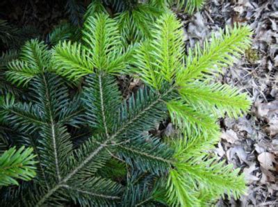 Can I Control the Height of My Pine Tree? - Susan Said.