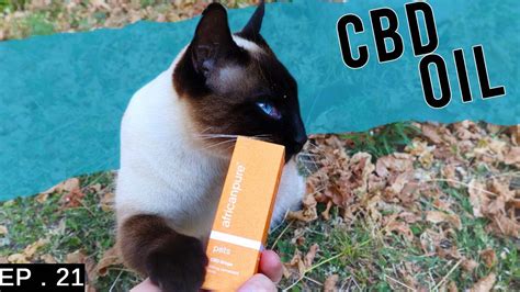 Can I Feed My Cat Cbd Oil