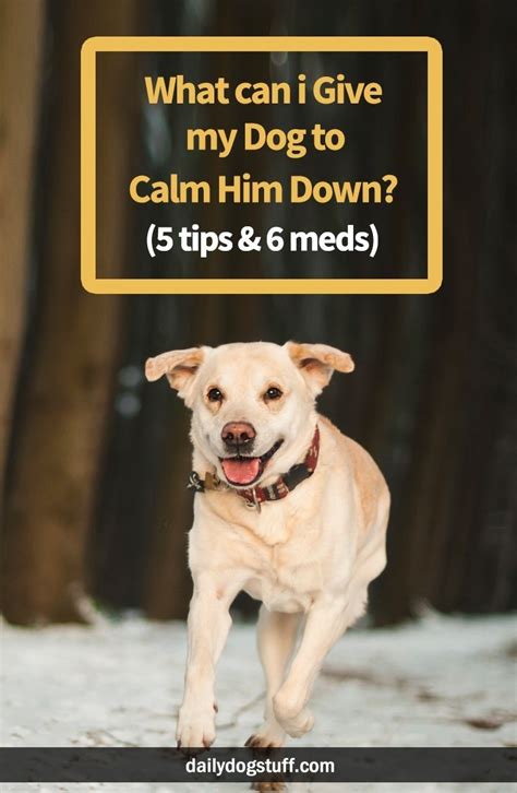 Can I Give My Dog Cbd To Calm Him Down