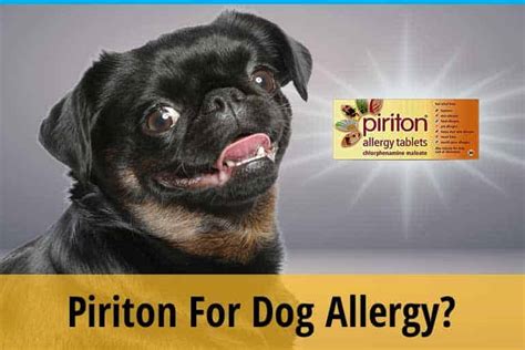 Can I Give My Dog Piriton For Allergies? ZooAwesome