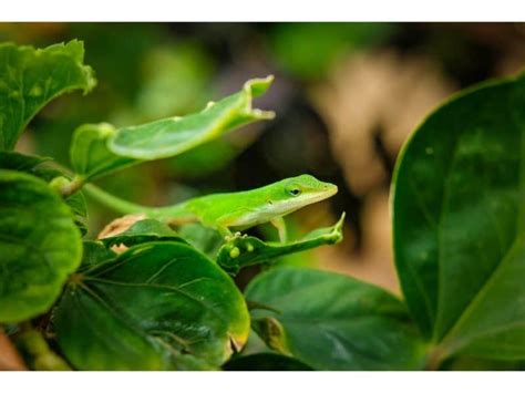 Can I Keep a Green Anole as a Pet Lizard? - VSCold