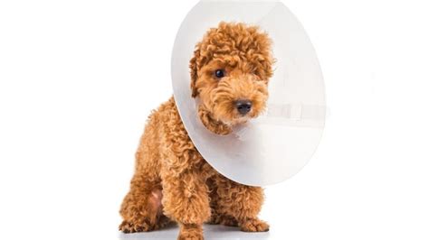 Can I Leave My Dog Alone With A Cone On? - PetDT