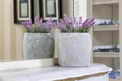 Can I Put Lavender Plant In The Bathroom? - en.k2-builders.com