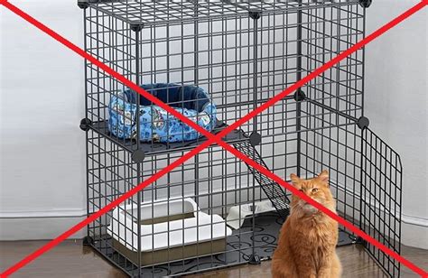 Can I Put My Kitten In A Cage At Night – 10 Considerations