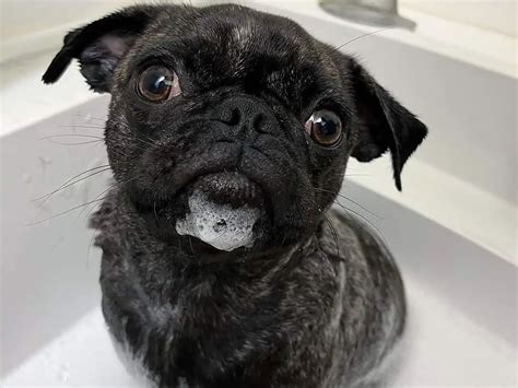 Can I Shave My Pug - cuki - cukikompos.blogspot.com